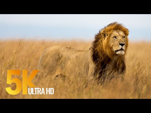 5K African Wildlife Documentary Etosha National Park Namibia Africa
