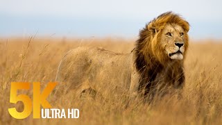 5K African Wildlife Documentary Film  Etosha National Park, Namibia, Africa