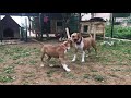 KÖPEĞİMİN ANNESİ İLE KAVUŞMA ANI / Thor amerikan staffordshire teriyeri