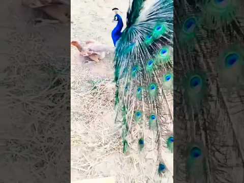    مور اور مرغی کا کراس     