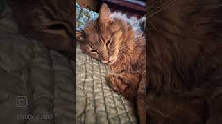 #TeddyGumbo the #SleepyCat! #Cats #Cat #CatVideo #Video #Sleep #Rest #Relax #rescuecat #Jazz #Music