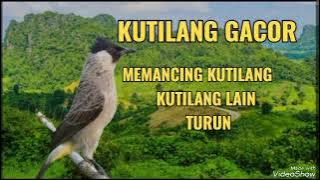 SUARA PIKAT KUTILANG sangat cocok untuk pikat di hutan #kutilangpikatsupergacor  #kutilangmania