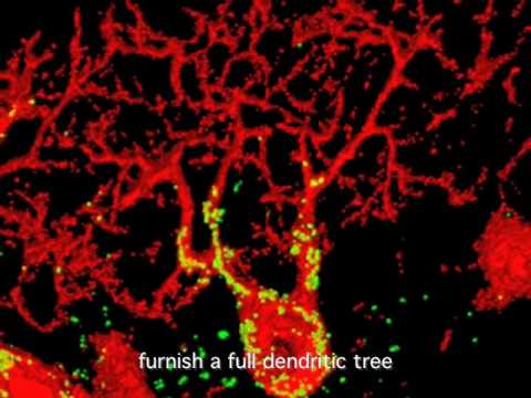 Video: Finds dendritter i hjernebarken?