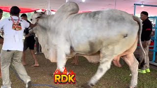 SEREM JUARA KONTES SAPI PRESIDEN KELAS PO EXTRIM🔥