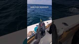 Jigging Big sea bass on the Piscifun Valtix #short #shorts #shortvideo  #fishing