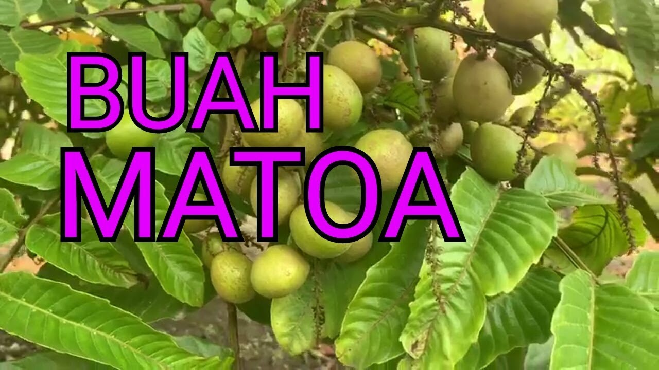 Panen Buah Matoa 