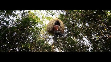 Building Bird Nest Tree House #thebest #primitive