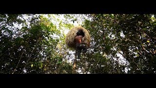 Building Bird Nest Tree House #thebest #primitive