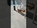 He is testing outside life 🐾 #catlife #funnycats #catvideo
