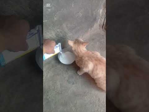 عبدالله بتاگرام حجاب حجابی دوئت زنده 