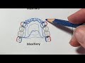 Cast partial denture design kennedy class iv