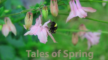 Tales Of Spring | Martin Eigenmann