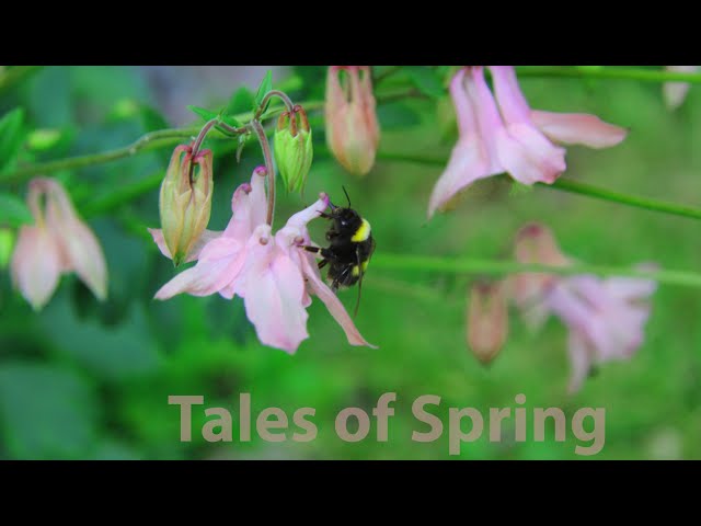 Martin Eigenmann - Tales of Spring