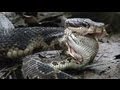 Cottonmouth vs Rattlesnake 01 - Cottonmouth Kills & Eats Rattlesnake