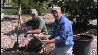 how to plant bare root trees