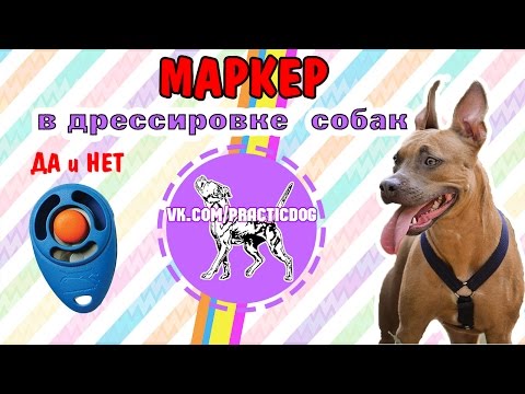 Маркеры ДА и НЕТ в дрессировке собак | дрессировка питбуля