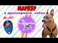 Маркеры ДА и НЕТ в дрессировке собак | дрессировка питбуля