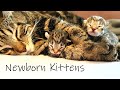 NEWBORN KITTENS 5 Hours Old With Their Mother  - Too Cute