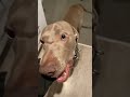 Dogs #weim #pilot #puppy #dog #besties