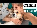 Неудачно подстригла когти собаке😭 Белые ночи в Спб / Vlog