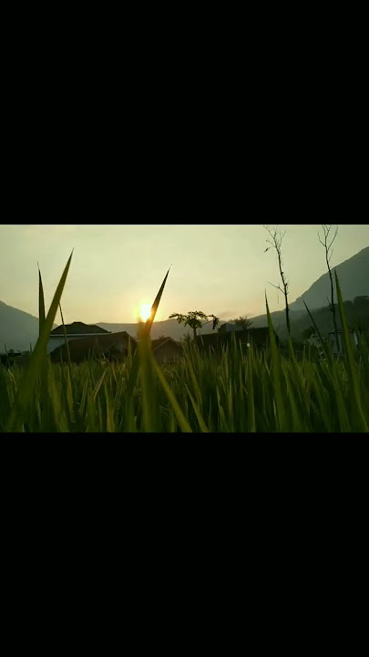 senja..#alanwalker #sad #sawah#senja