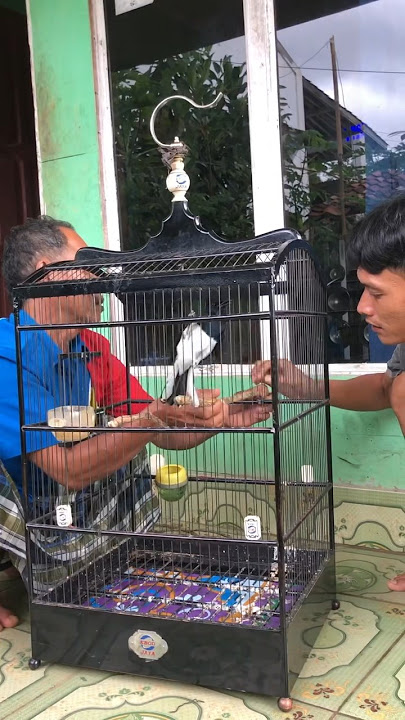 Ganti lagi tangkringan burung mang baun pake pohon asem dadakan #EBIWIRAWAN