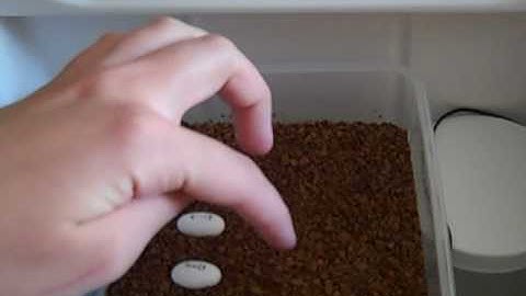 Homemade Incubator for Crested Gecko eggs