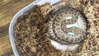 Happy Easter:  When will these python eggs hatch?  Lots of videos of eggs