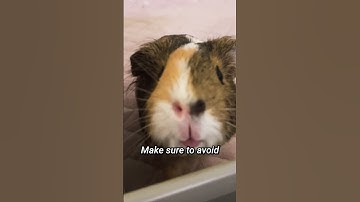 Thumbnail of The Truth About Guinea Pig Hygiene and Bathing #shots | GuineaDad School