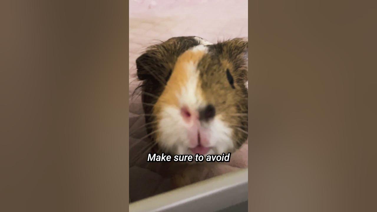 The Truth About Guinea Pig Hygiene and Bathing #shots | GuineaDad School