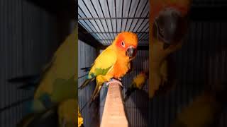 Cute SUNCONOUR Chiks ❤️😍 #shorts #birds #hafizaviary