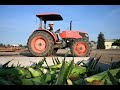 Fresno state sweet corn opening day