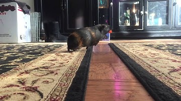 Guinea pig Bella runs away with the carrot in slow mo