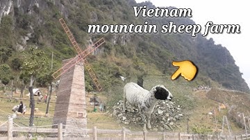 Beautiful scene of mountain sheep farm in Ha Long Bay  - Câu cá biển