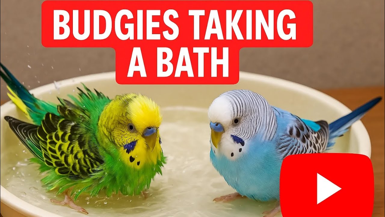 পাখি গুলাকে গোসল করিয়ে দিলাম (budgies taking a bath)