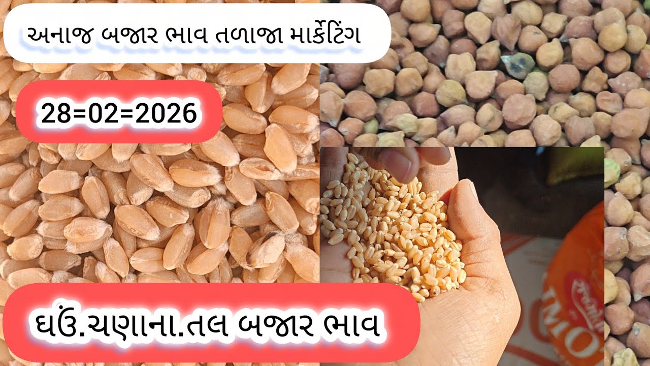 અનાજ ના બજાર ભાવ તળાજા માર્કેટિંગ યાર્ડ | ઘઉં અને ચણાના. તલ. બાજરી બજાર ભાવ.
