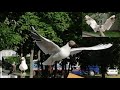 Charming seagull visiting friends