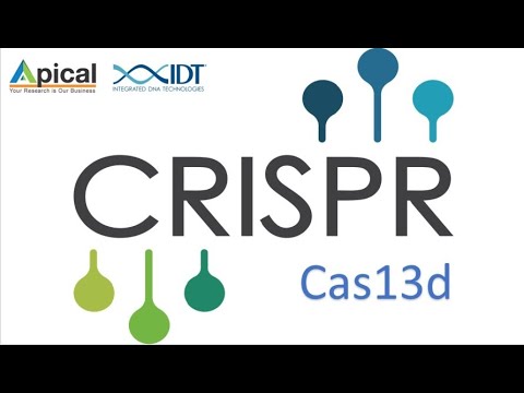 Video: Karakterizacija Staphylococcus Aureus Cas9: Manji Cas9 Za Isporuku Virusa All-in-one Adeno Povezanog I Uparene Aplikacije Nikaze