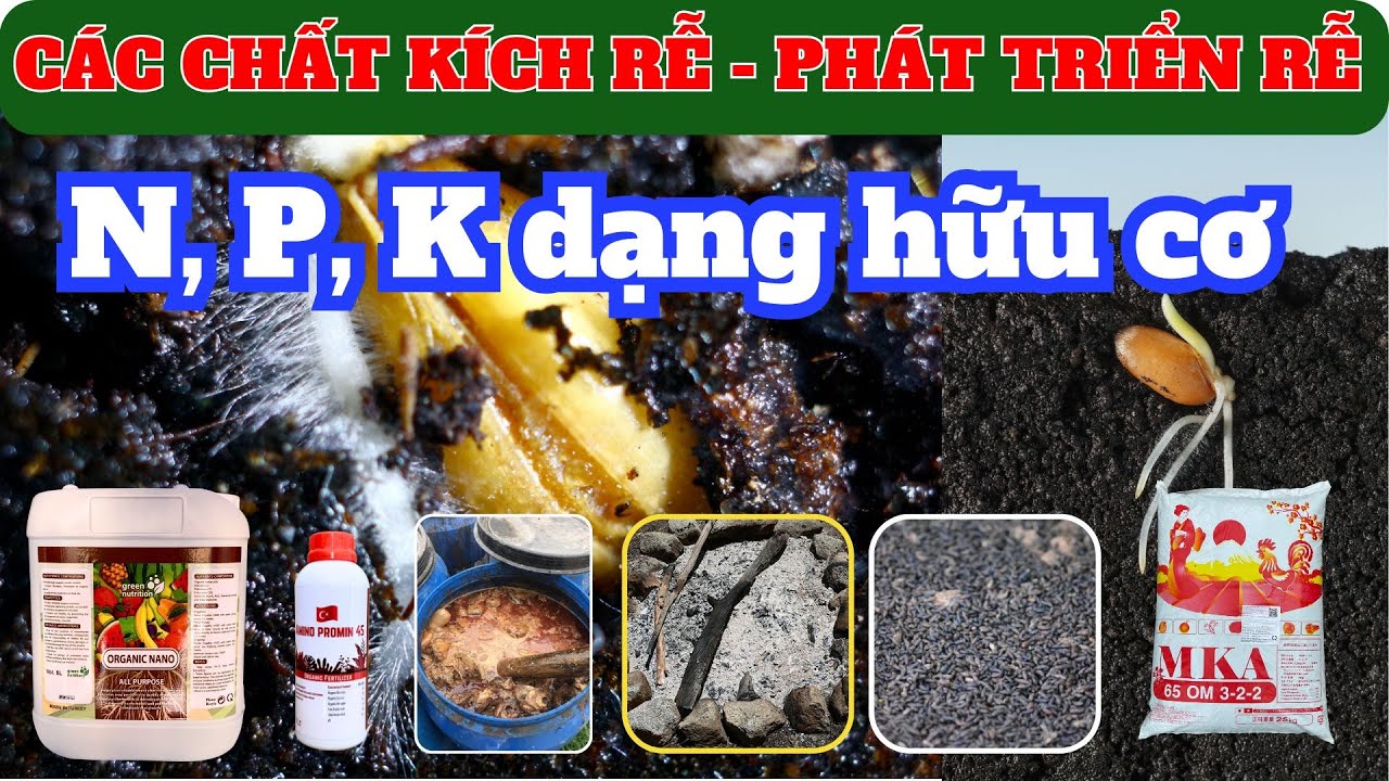 Tổng hợp các chất kích rễ và phát triển rễ | Dinh dưỡng khoáng dạng hữu ...