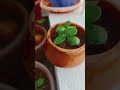💚🌸🌿🪴#inspiration #motivational #ytshorts #plants #marigoldplant #shorts #viral#patience #lifelessons