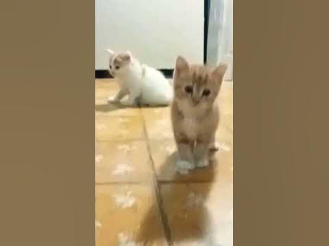 funniest animal 2023 - YouTube