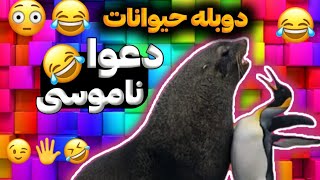 چیکار کردی؟!منو زدی؟!? دوبله و صداگذاری خنده دار حیوانات ?️