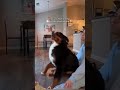 Animals Being Absolute Goofballs 🤣