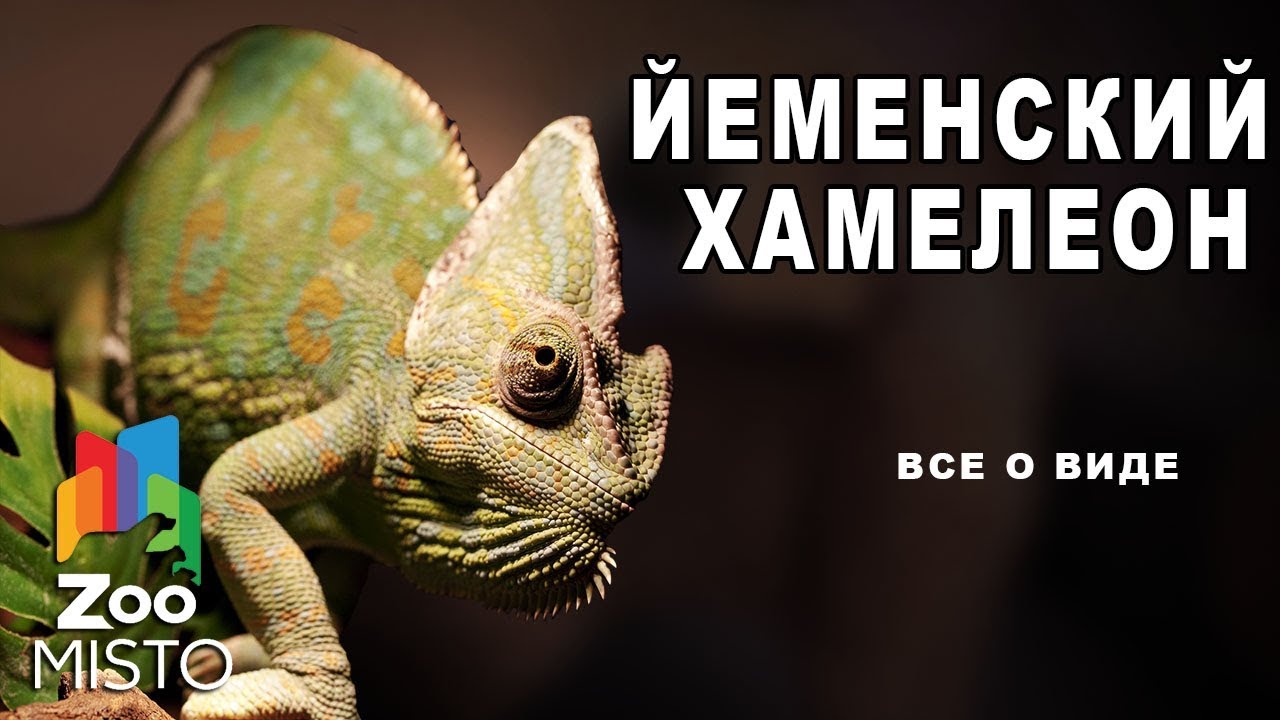Йеменский хамелеон - Все о виде ящериц | Вид ящериц - йеменский ...