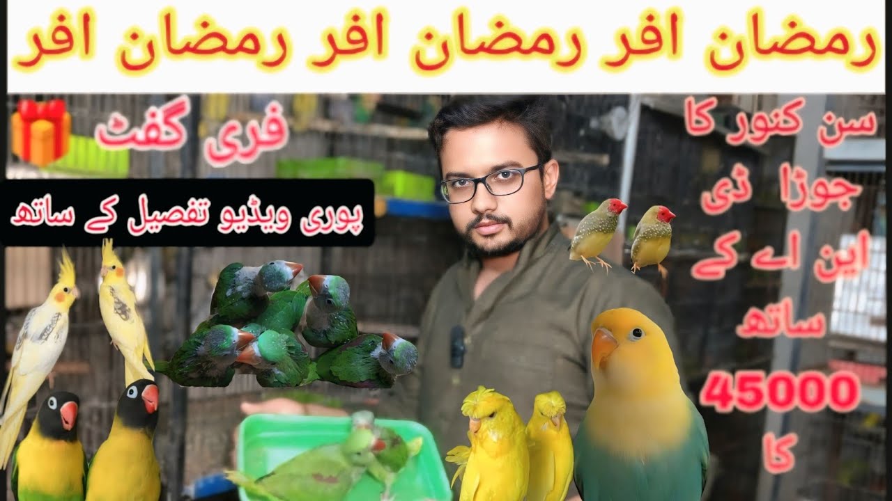 رمضان میں جمعۃ المبارک کی سب سے سپیشل افر لگ گئی #birds @Pakistanlahorepets #breedingpair 🎁فری گفٹ  