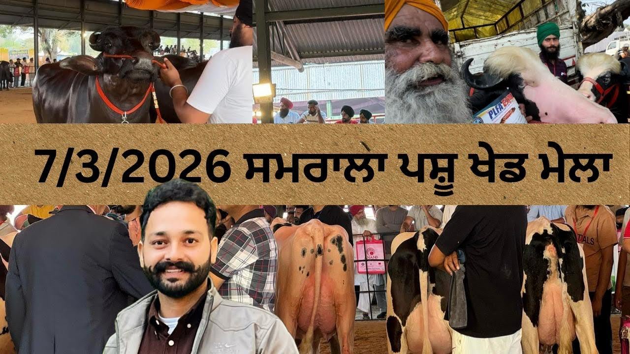 7/3/2026 ਸਮਰਾਲੇ ਵਿੱਚ ਪਹਿਲਾ ਇੰਟਰਨੈਸ਼ਨਲ ਪਸ਼ੂ ਖੇਡ ਮੇਲਾ 👈🏻