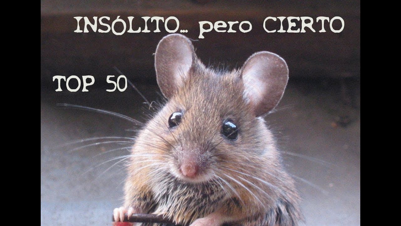 50 Cosas Insólitas... Pero MUY Ciertas - YouTube