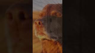 The Bendy 2017 Prototype Had Me Shook