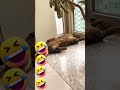 يلي ما الو حظ يرفع ايدو