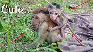 omg was caught on camera..! baby pompom monkey asks to be held by bonbon...hahaha